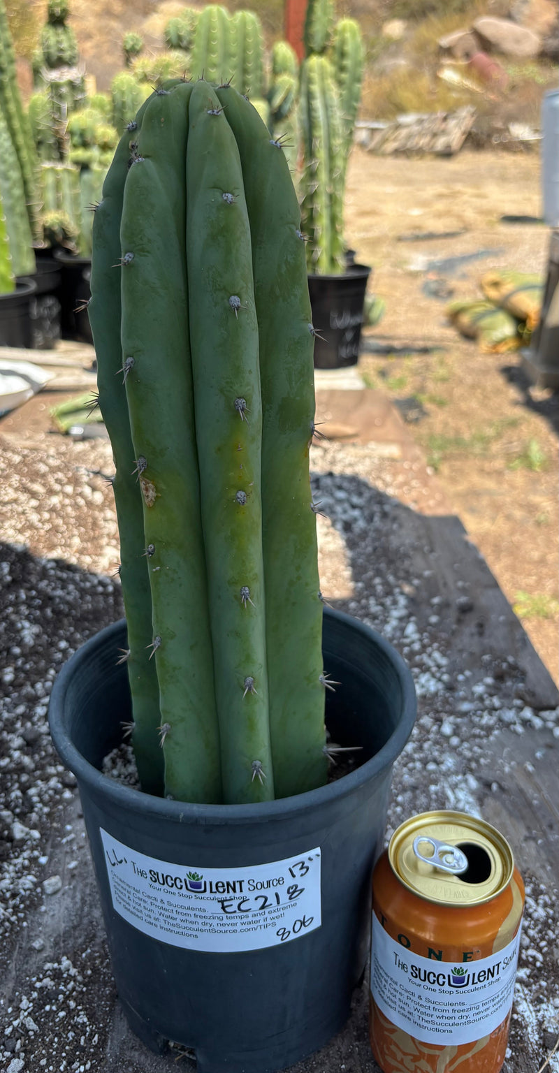 #EC218 EXACT Trichocereus Lost Label Ornamental Cactus 13"