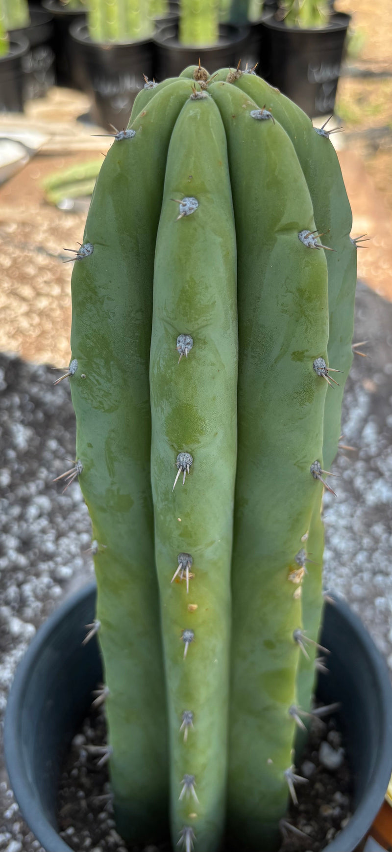 #EC218 EXACT Trichocereus Lost Label Ornamental Cactus 13"