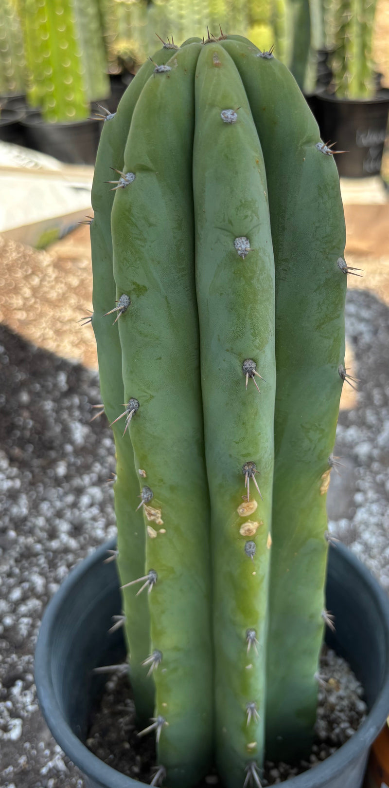 #EC218 EXACT Trichocereus Lost Label Ornamental Cactus 13"