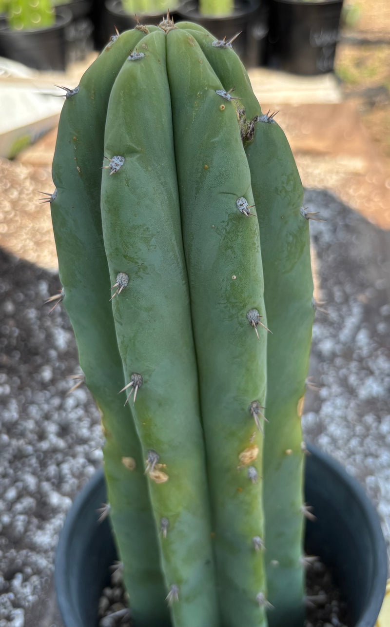 #EC218 EXACT Trichocereus Lost Label Ornamental Cactus 13"