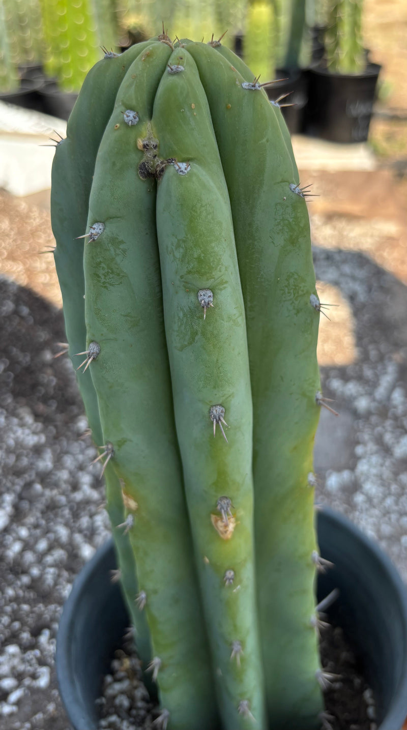 #EC218 EXACT Trichocereus Lost Label Ornamental Cactus 13"