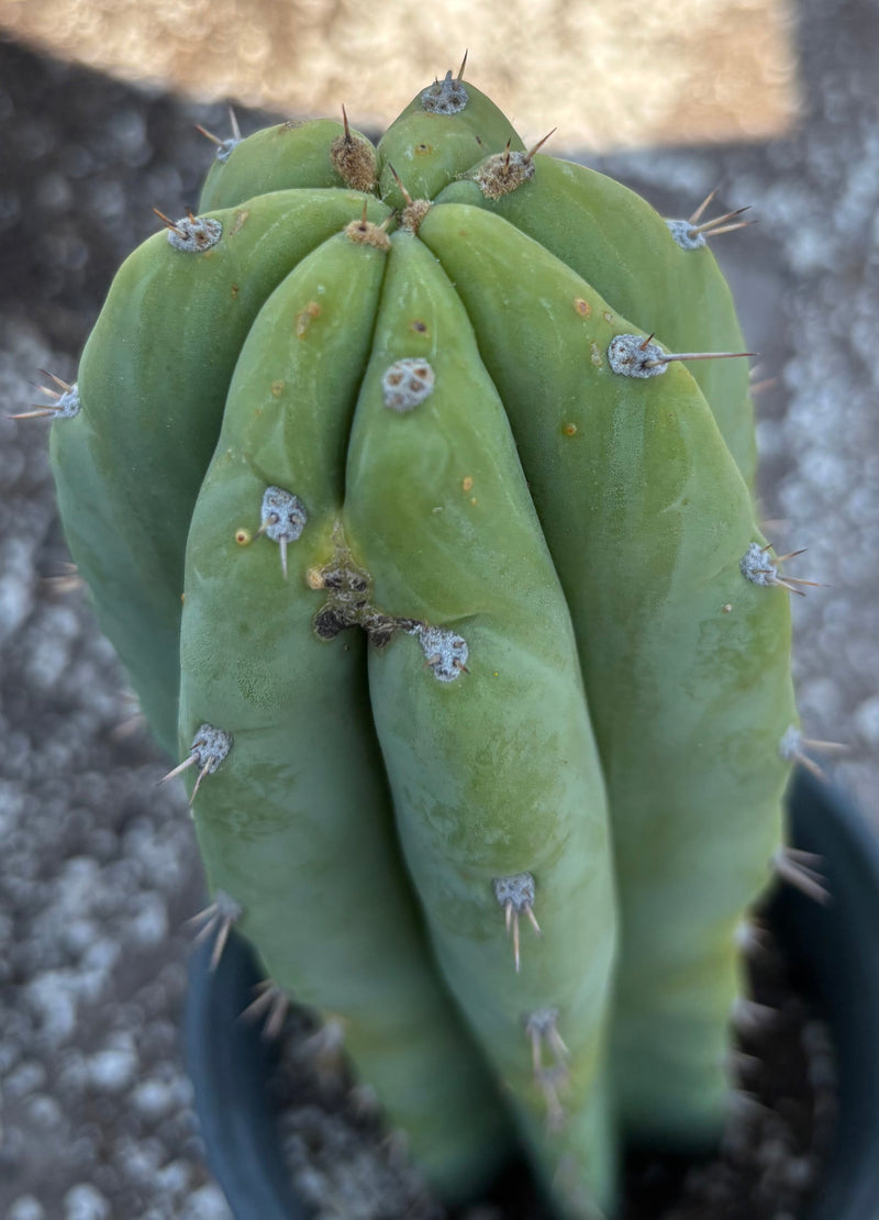 #EC218 EXACT Trichocereus Lost Label Ornamental Cactus 13"