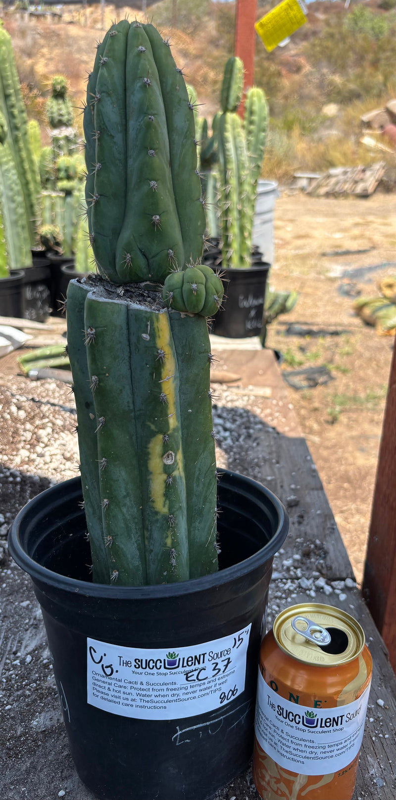 #EC37 EXACT Trichocereus Hybrid Pachanoi China Gold Variegated Cactus 15”