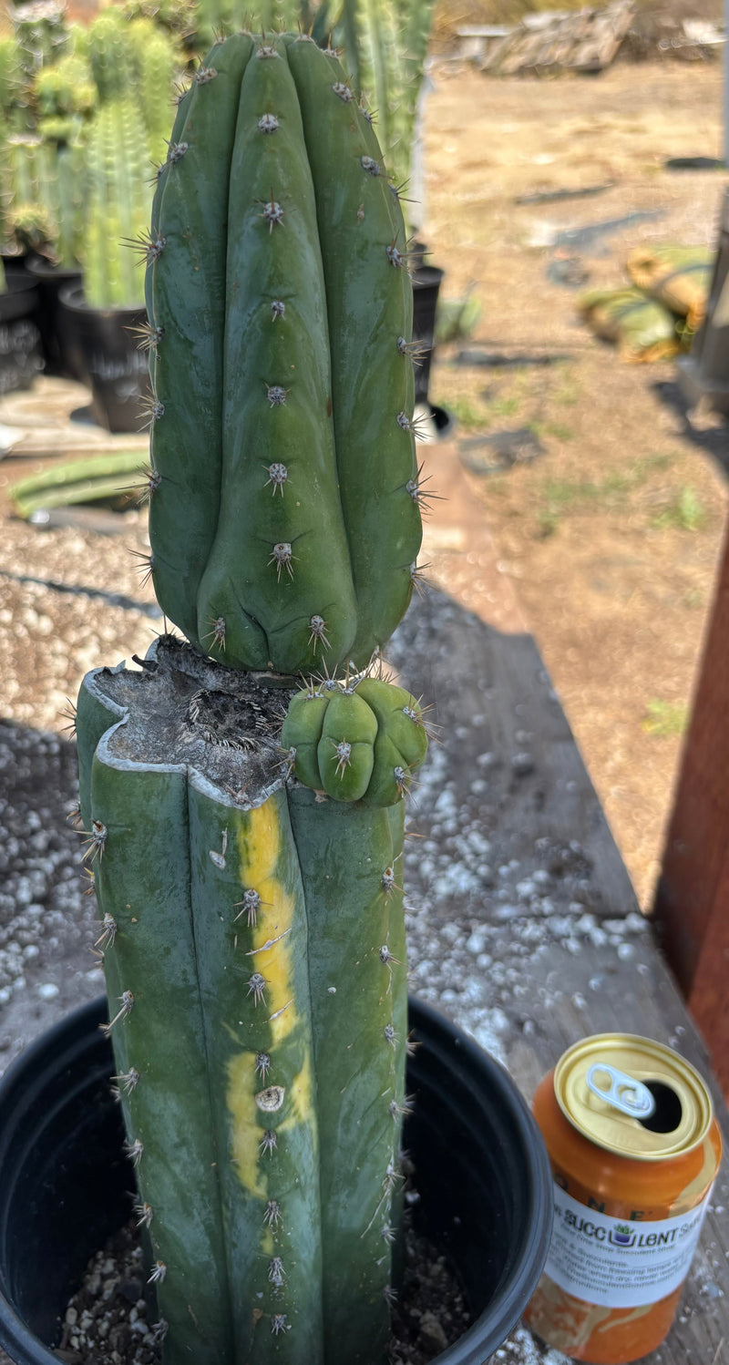 #EC37 EXACT Trichocereus Hybrid Pachanoi China Gold Variegated Cactus 15”