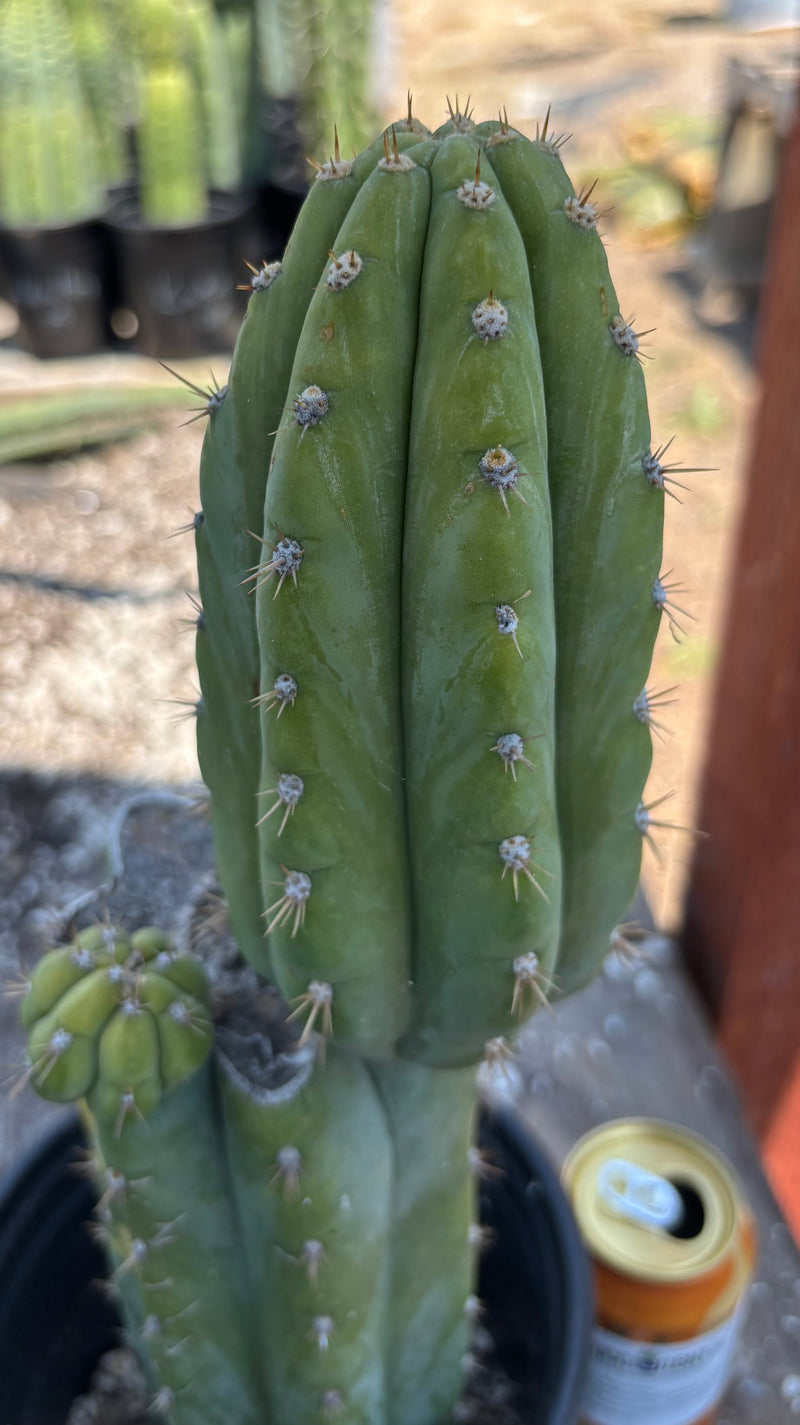 #EC37 EXACT Trichocereus Hybrid Pachanoi China Gold Variegated Cactus 15”