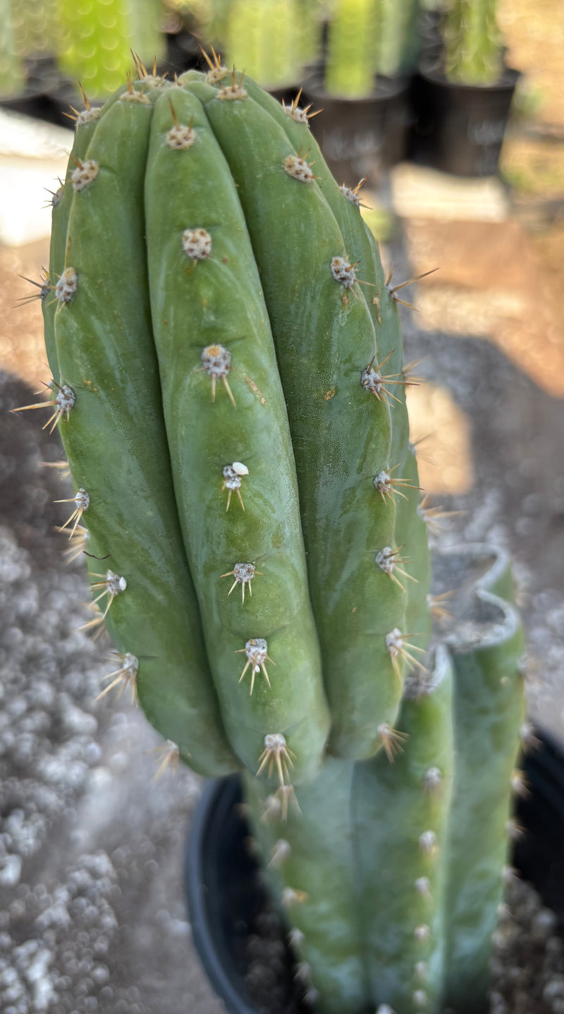 #EC37 EXACT Trichocereus Hybrid Pachanoi China Gold Variegated Cactus 15”