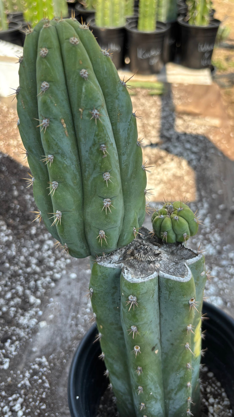#EC37 EXACT Trichocereus Hybrid Pachanoi China Gold Variegated Cactus 15”