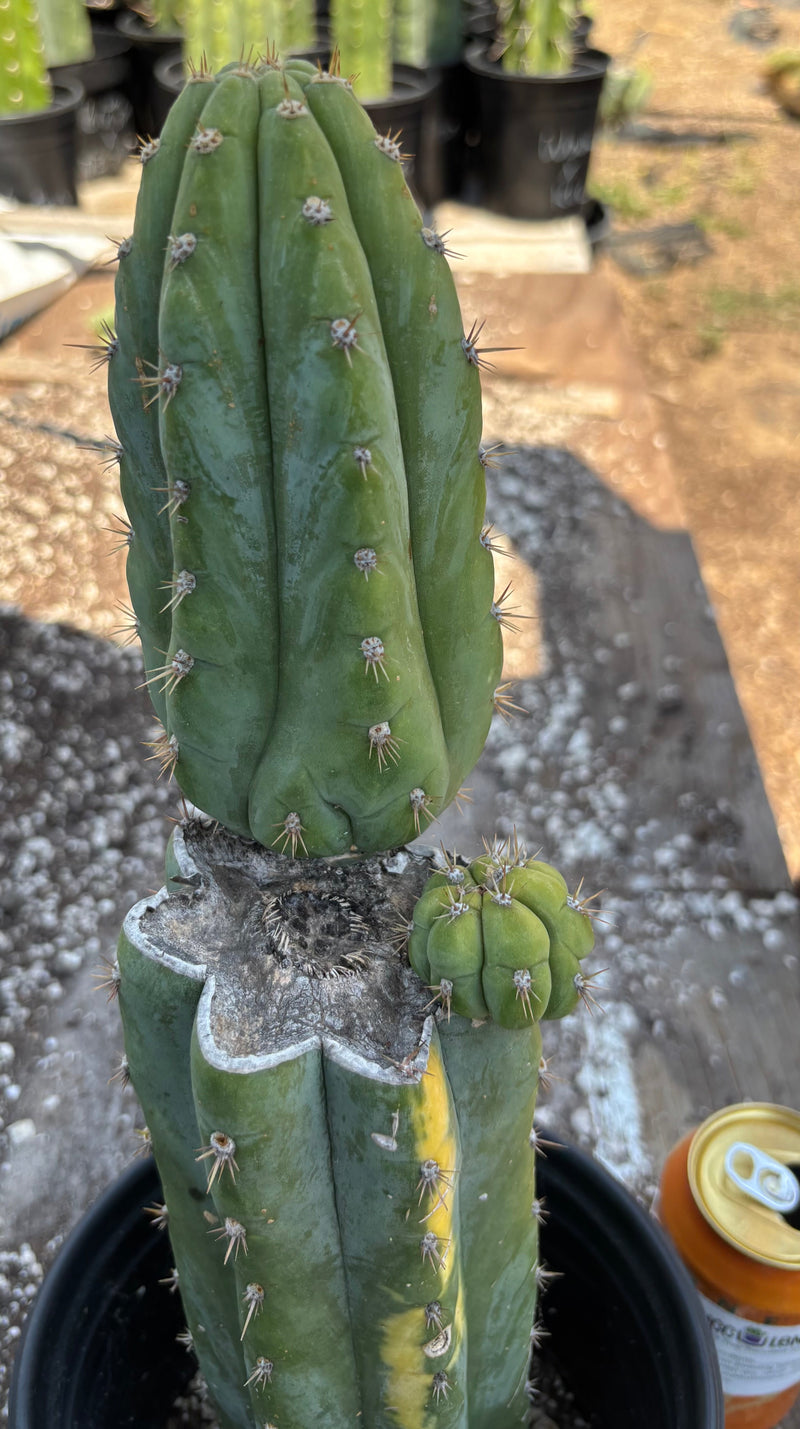 #EC37 EXACT Trichocereus Hybrid Pachanoi China Gold Variegated Cactus 15”
