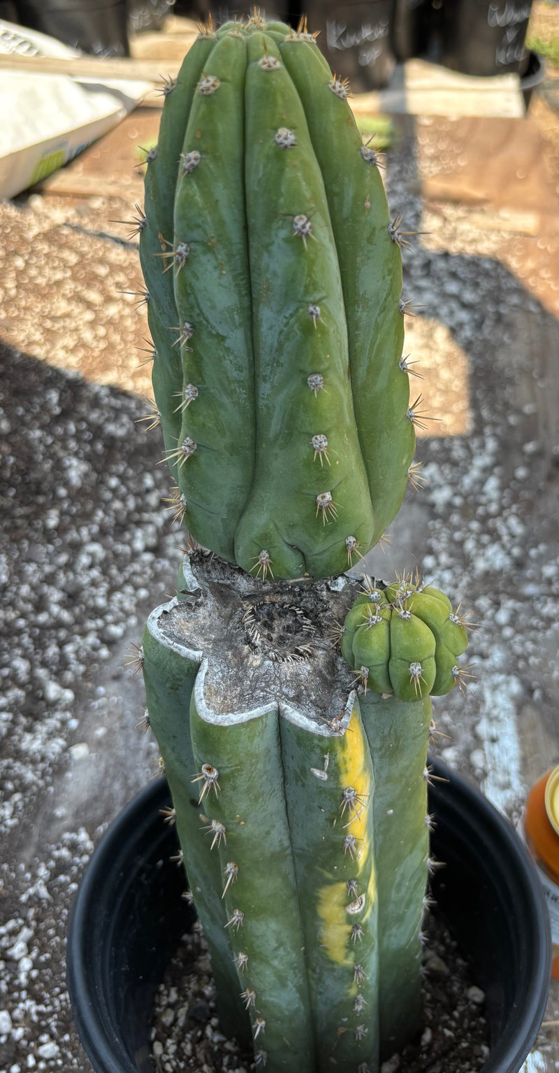 #EC37 EXACT Trichocereus Hybrid Pachanoi China Gold Variegated Cactus 15”