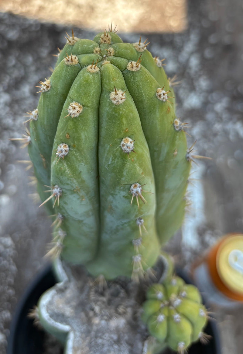 #EC37 EXACT Trichocereus Hybrid Pachanoi China Gold Variegated Cactus 15”