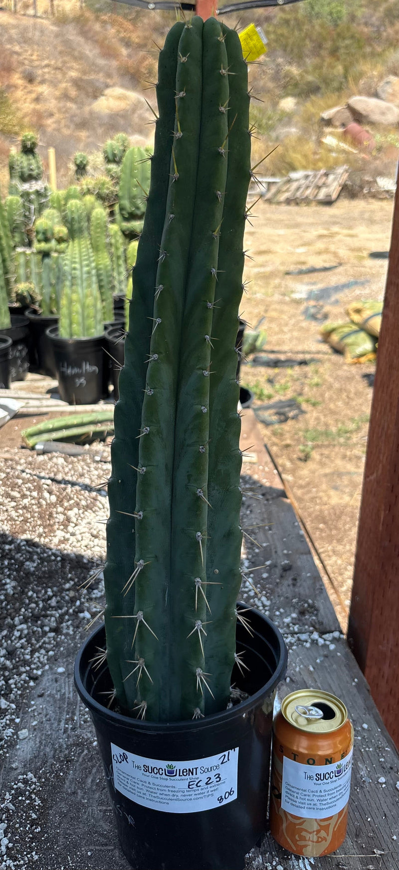 #EC23 EXACT Trichocereus Australian SLOP Cactus Cuttings & Potted 21”