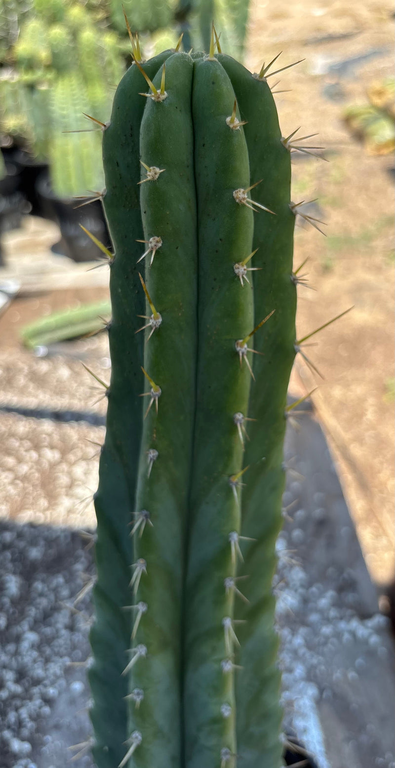 #EC23 EXACT Trichocereus Australian SLOP Cactus Cuttings & Potted 21”