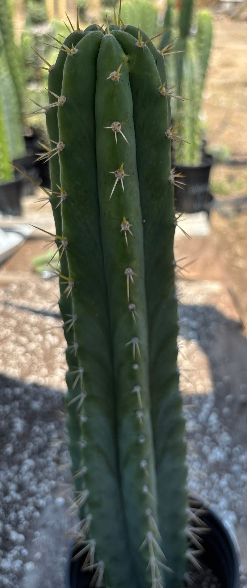 #EC23 EXACT Trichocereus Australian SLOP Cactus Cuttings & Potted 21”