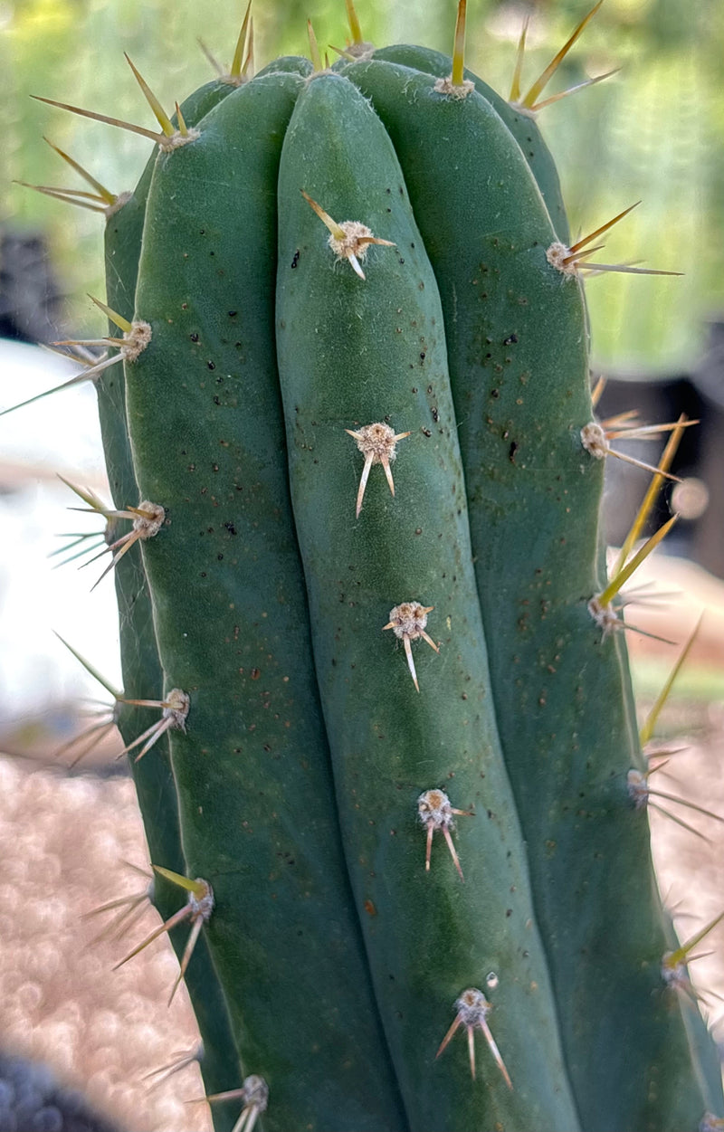 #EC23 EXACT Trichocereus Australian SLOP Cactus Cuttings & Potted 21”