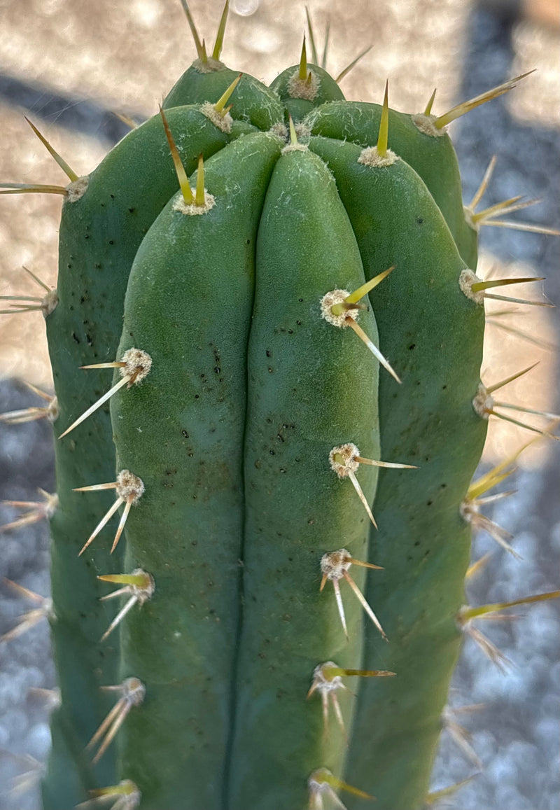#EC23 EXACT Trichocereus Australian SLOP Cactus Cuttings & Potted 21”
