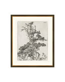 Pine Etchings 2