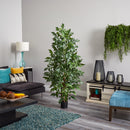 6' Fishtail Palm Tree