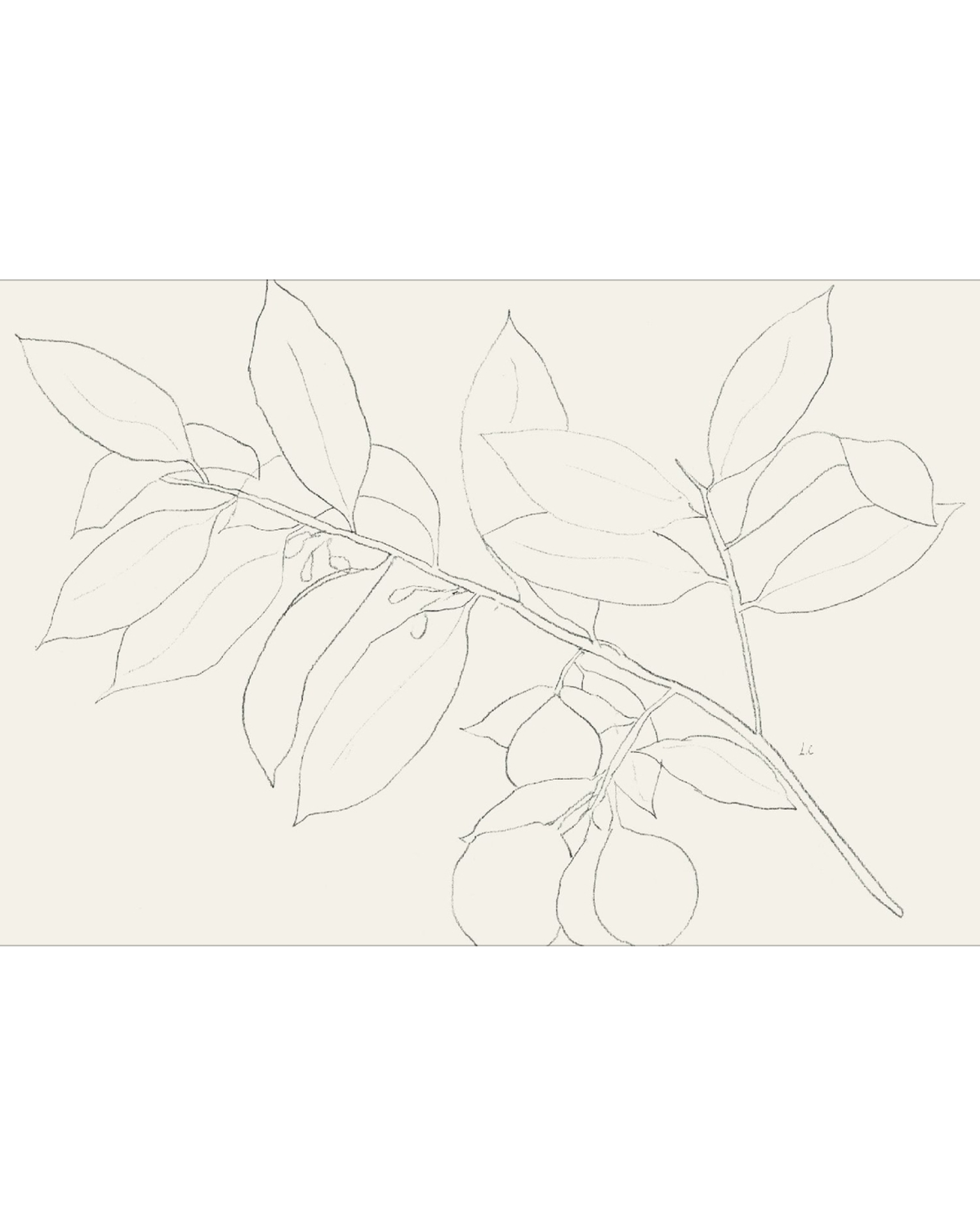 Lemon Branch Drawing, photo 38 of 42