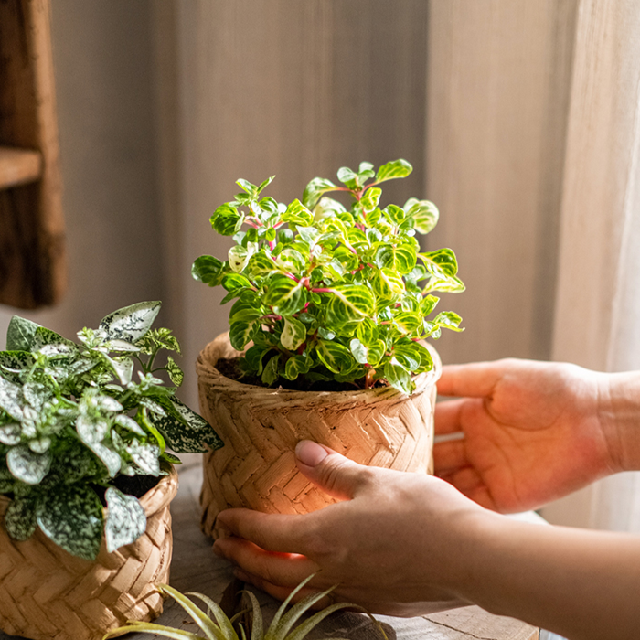 Bamboo Looking Cement Planter