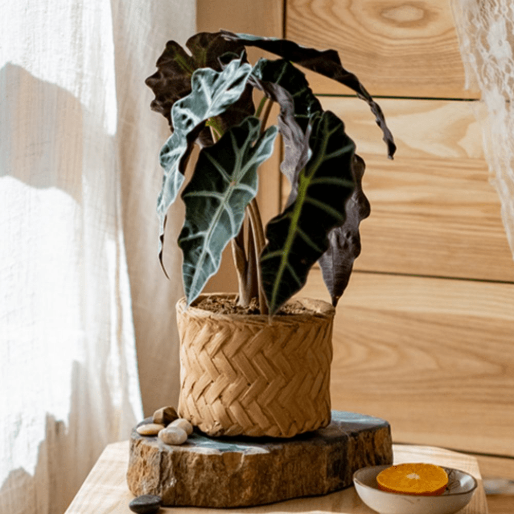Bamboo Looking Cement Planter, photo 4 of 10