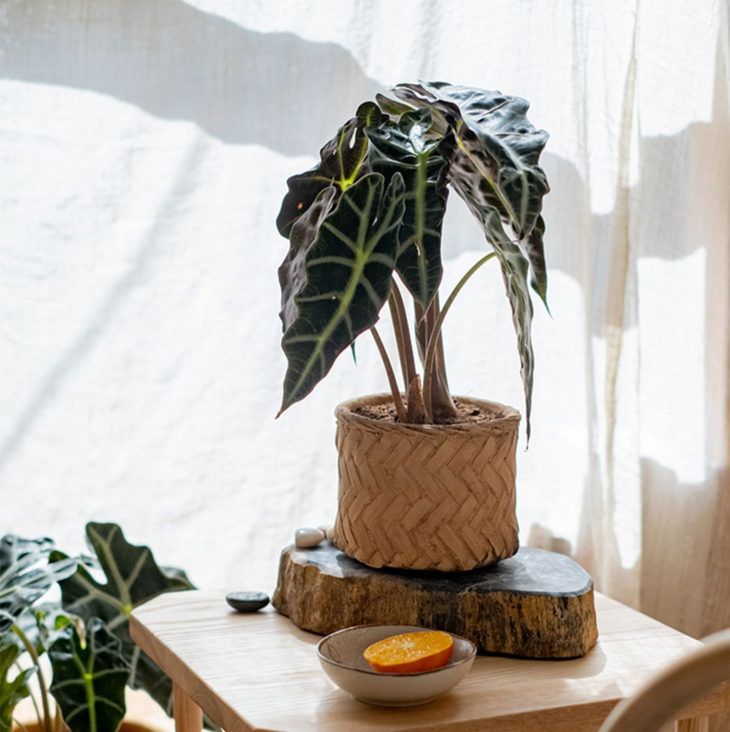 Bamboo Looking Cement Planter