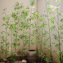 Artificial Bamboo Stem Faux Screen Plant Set of 10