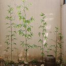 Artificial Bamboo Stem Faux Screen Plant Set of 10