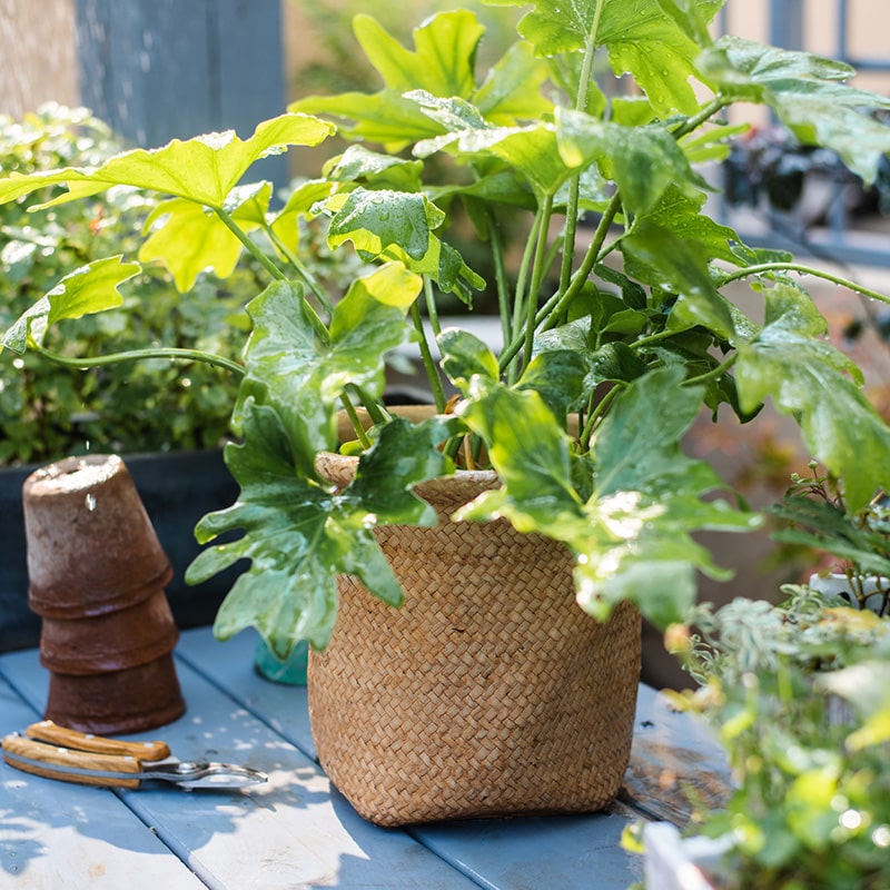 Basket Style Concrete Planter