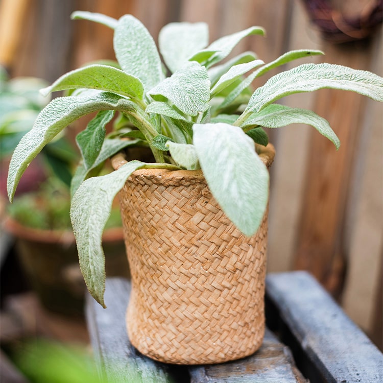 Basket Style Concrete Planter