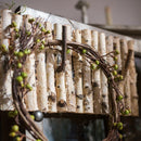 Birch Wood Country Wall Hook