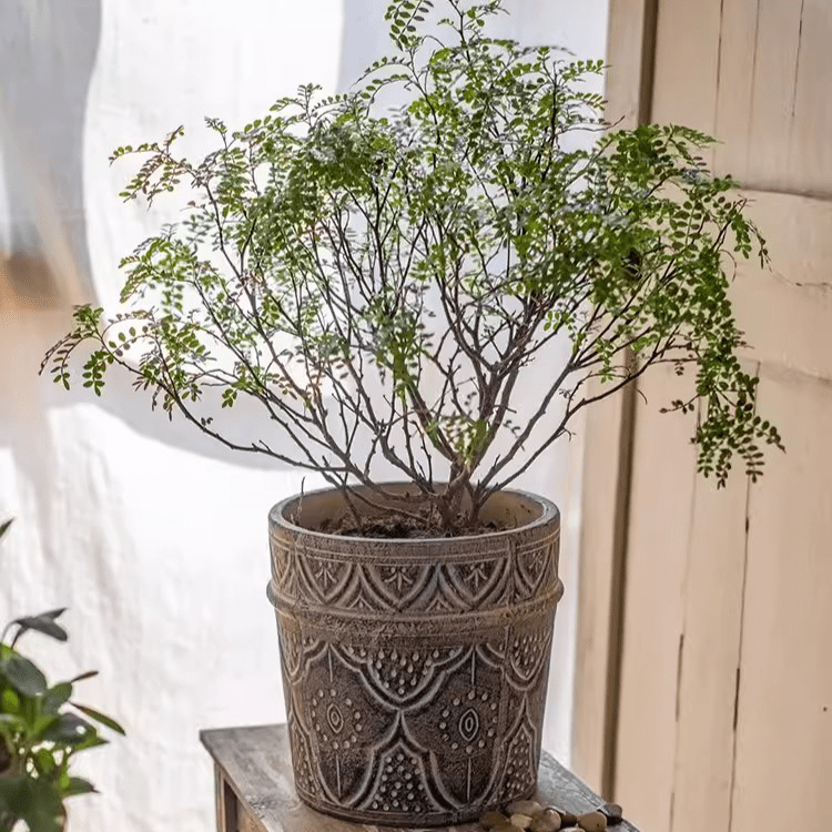 Classic Element Art Planter Clay Flowerpot, photo 4 of 10
