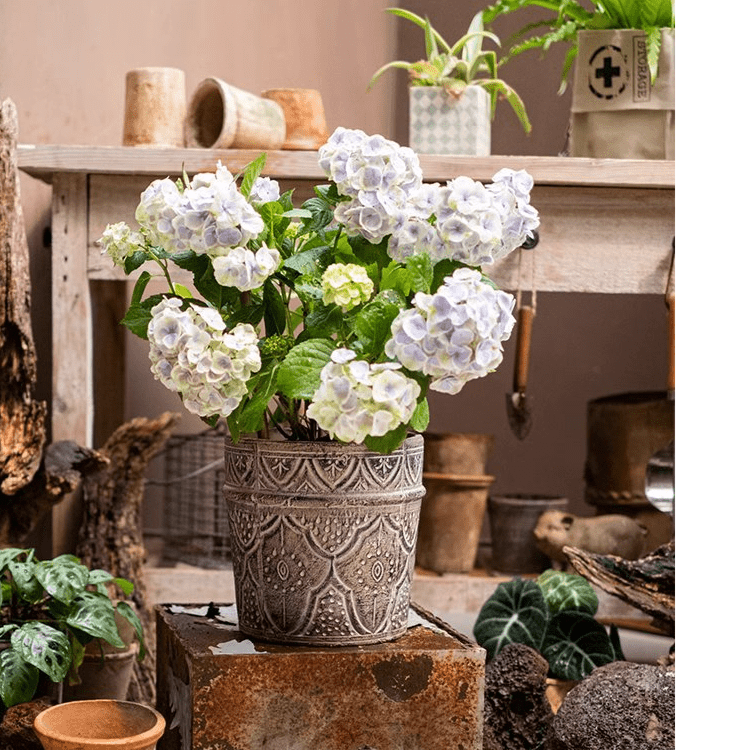 Classic Element Art Planter Clay Flowerpot, photo 5 of 10