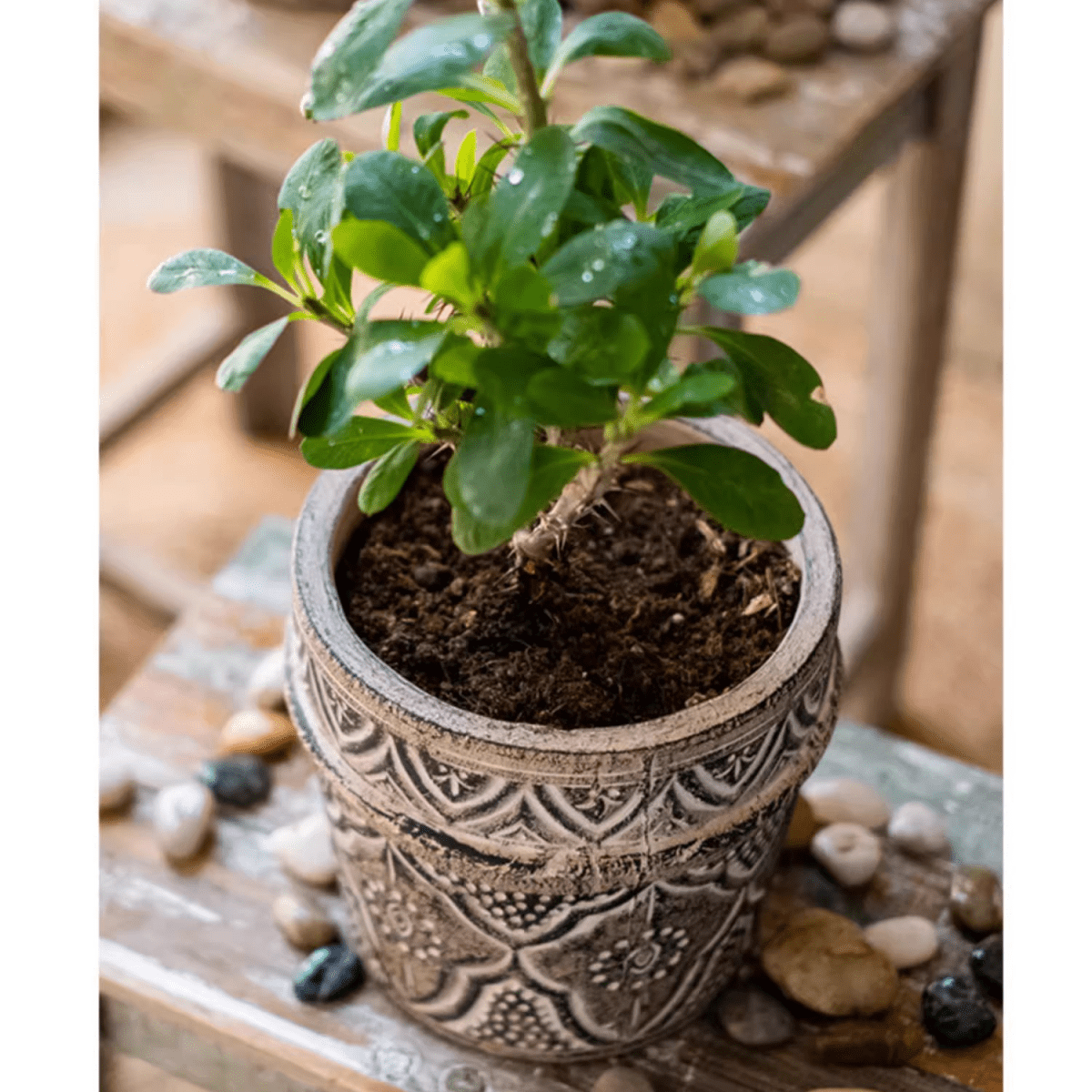 Classic Element Art Planter Clay Flowerpot, photo 8 of 10