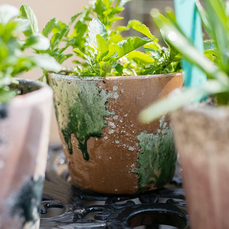 Colorful Terracotta Pot