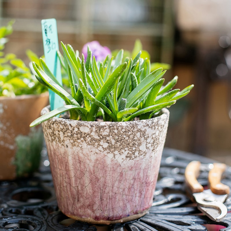 Colorful Terracotta Pot