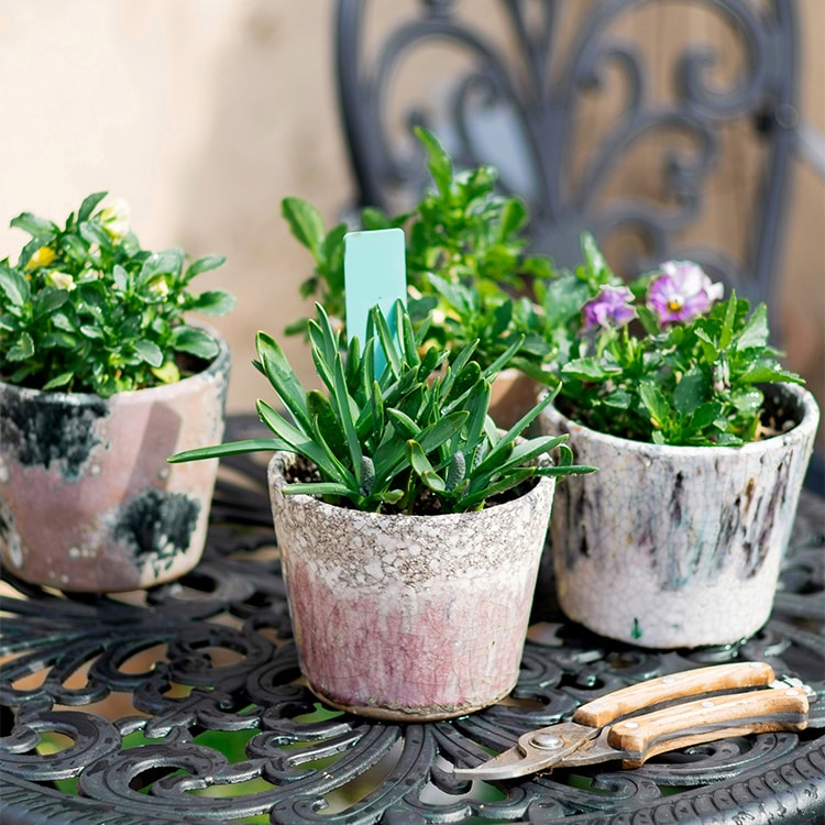 Colorful Terracotta Pot