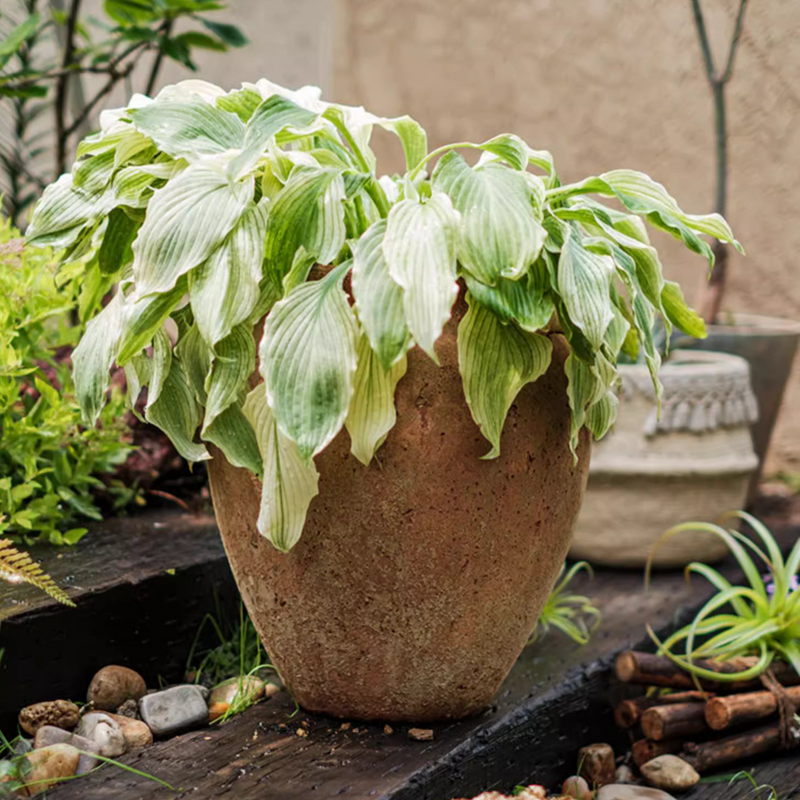 Distressed Cement Plant Pot