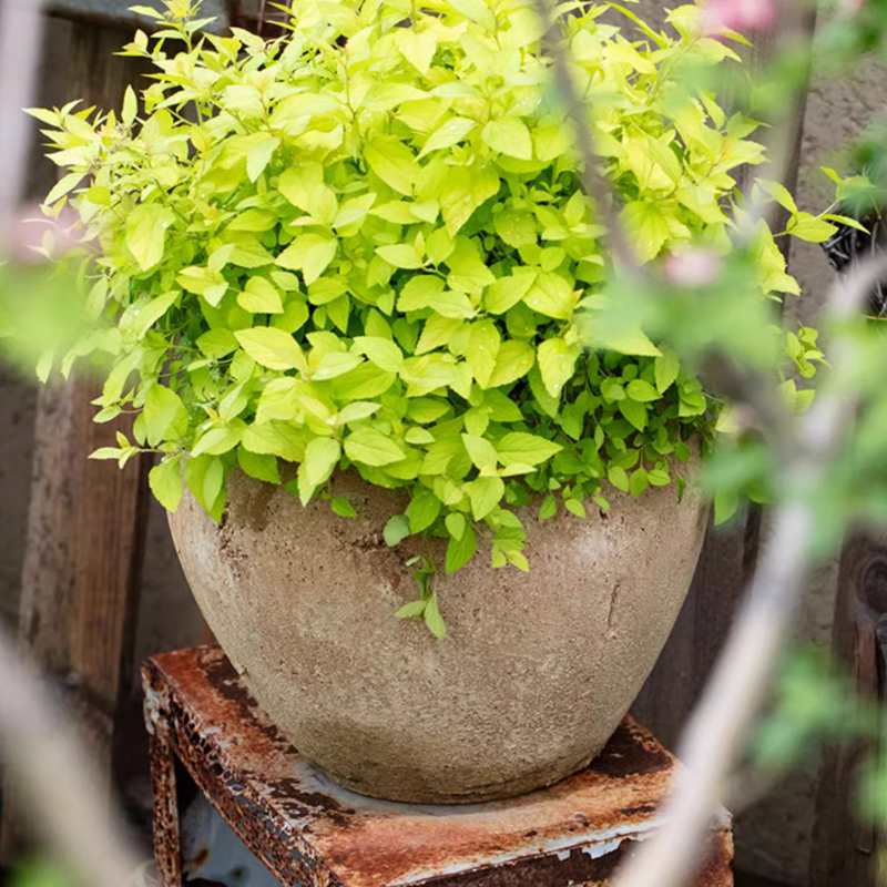 Distressed Cement Plant Pot