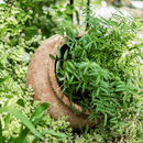 Distressed Cement Plant Pot