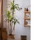 Artificial Dracaena Tree