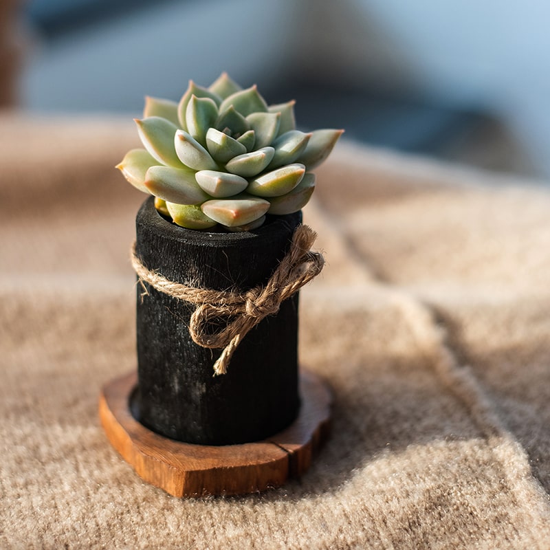 Desktop Charcoal Planter Wood Tray