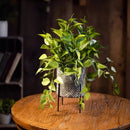 Faux Epipremnum in Metal Pot