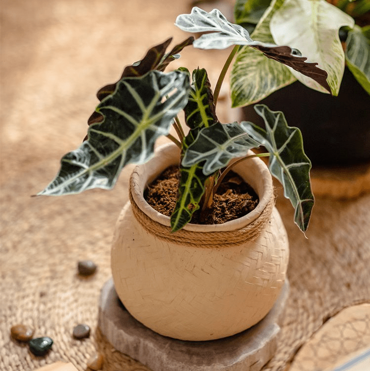 Faux Bamboo Woven Cement Planter, photo 9 of 13