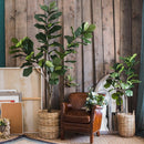 Artificial Tree Fiddle Leaf Tree In Pot