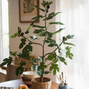 Artificial Silk Fig Tree In Pot