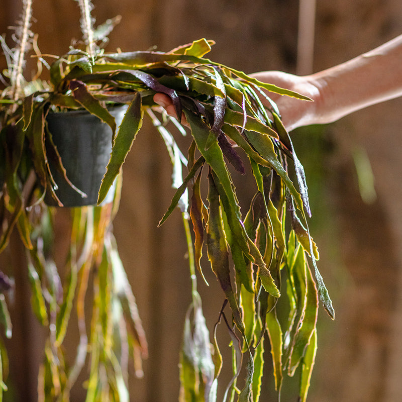 Artificial Faux Hanging Aloe Vera Plant in Pot