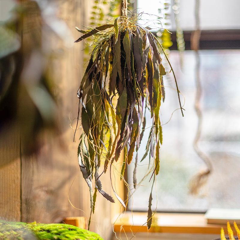 Artificial Faux Hanging Aloe Vera Plant in Pot