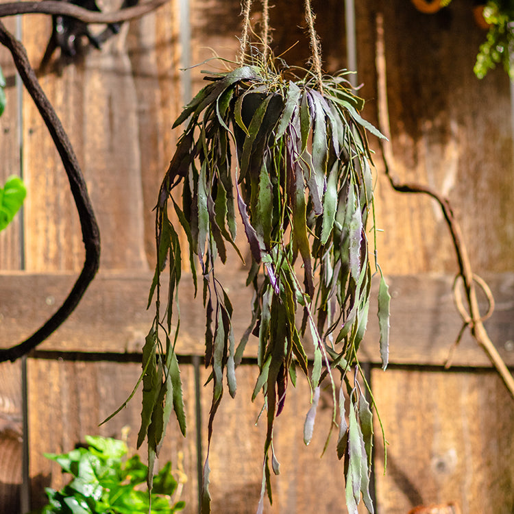 Artificial Faux Hanging Aloe Vera Plant in Pot