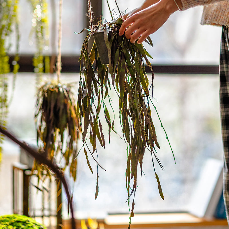 Artificial Faux Hanging Aloe Vera Plant in Pot