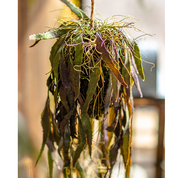 Artificial Faux Hanging Aloe Vera Plant in Pot